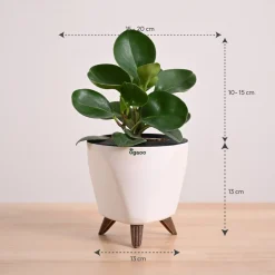 Peperomia Green Plant