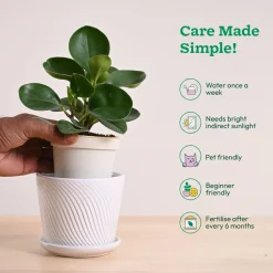 Peperomia Green Plant