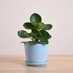 Peperomia Green Plant
