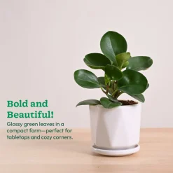 Peperomia Green Plant