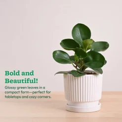 Peperomia Green Plant