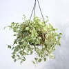Peperomia Variegated Creeper With Hanging Pot
