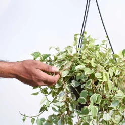 Peperomia Variegated Creeper With Hanging Pot