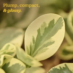 Peperomia Variegated Plant
