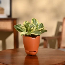 Peperomia Variegated Plant