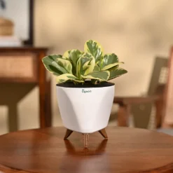 Peperomia Variegated Plant