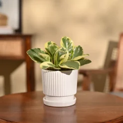 Peperomia Variegated Plant
