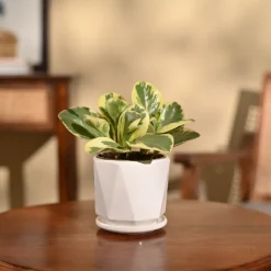 Peperomia Variegated Plant