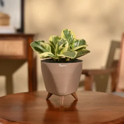 Peperomia Variegated Plant