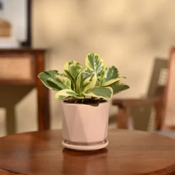 Peperomia Variegated Plant