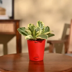 Peperomia Variegated Plant
