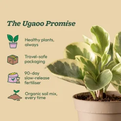 Peperomia Variegated Plant