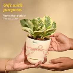 Peperomia Variegated Plant