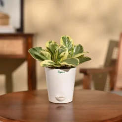Peperomia Variegated Plant