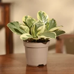 Peperomia Variegated Plant