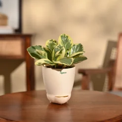 Peperomia Variegated Plant