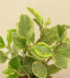 Peperomia Variegated Plant