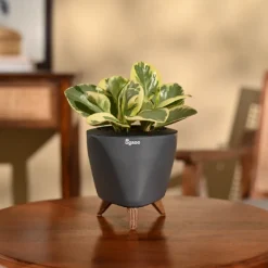 Peperomia Variegated Plant