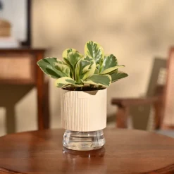 Peperomia Variegated Plant
