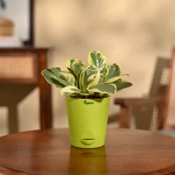Peperomia Variegated Plant