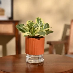 Peperomia Variegated Plant