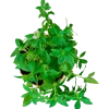 Peppermint Plant