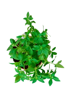 Peppermint Plant