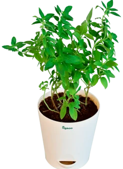 Peppermint Plant
