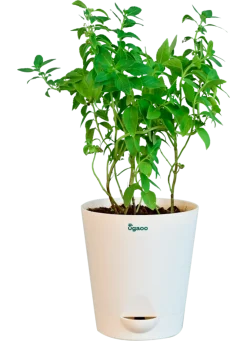 Peppermint Plant