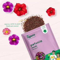 Petunia Mix Seeds
