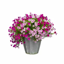 Petunia Mix Seeds