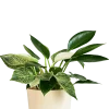 Philodendron Birkin and Philodendron Congo Plant Bouquet