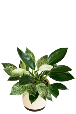 Philodendron Birkin and Philodendron Congo Plant Bouquet