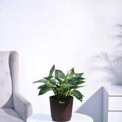 Philodendron Birkin Plant