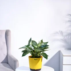 Philodendron Birkin Plant