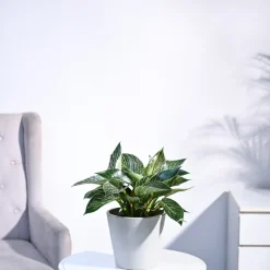 Philodendron Birkin Plant