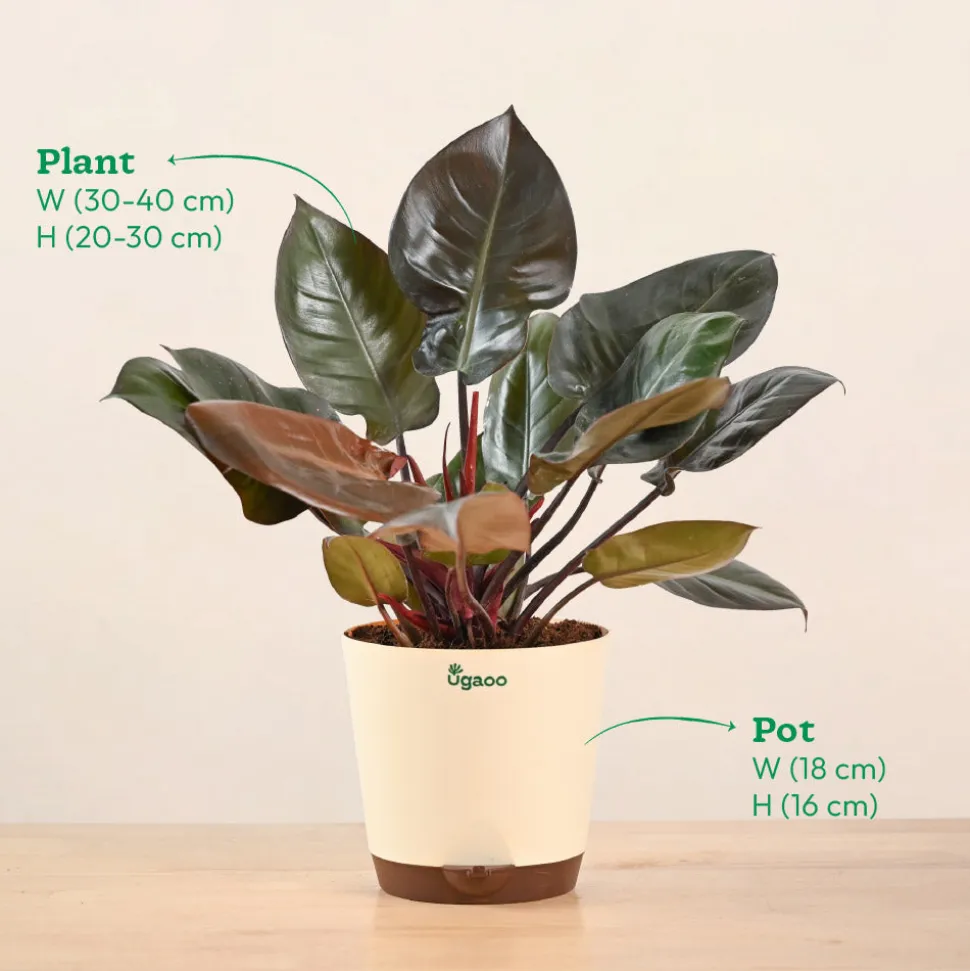 Philodendron Black Cardinal
