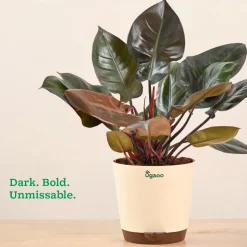 Philodendron Black Cardinal