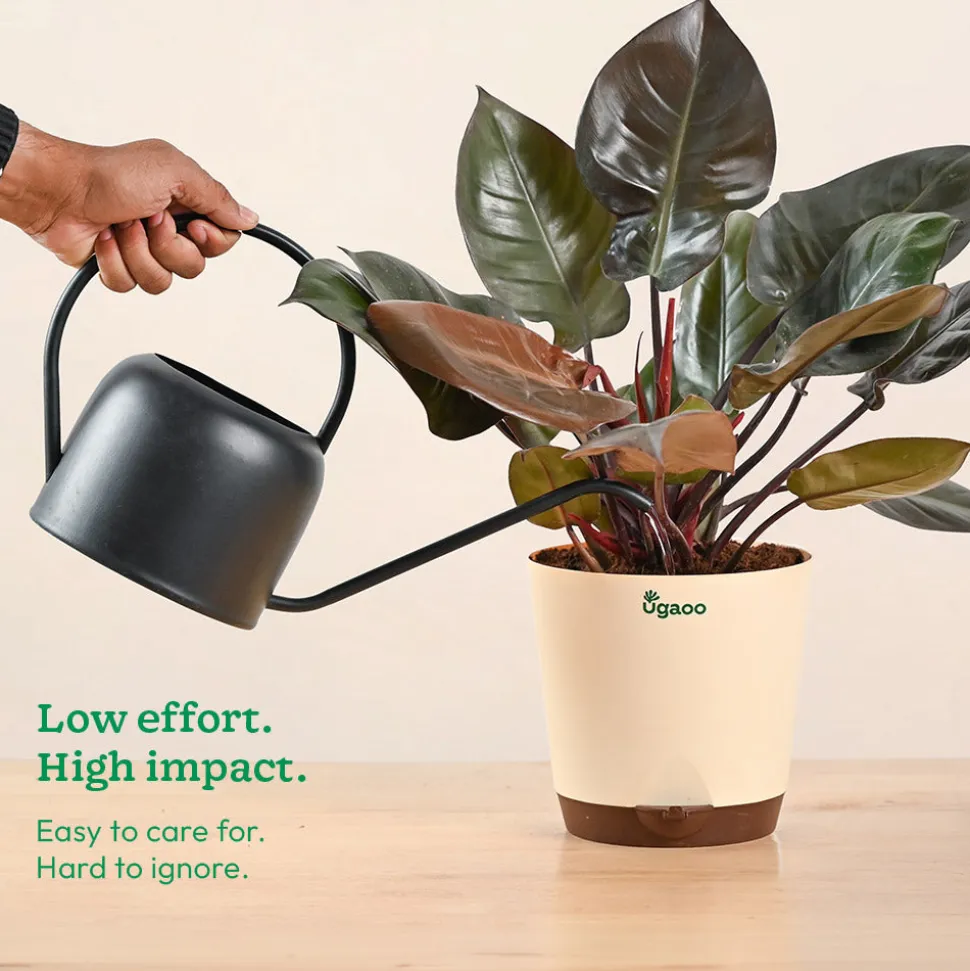 Philodendron Black Cardinal