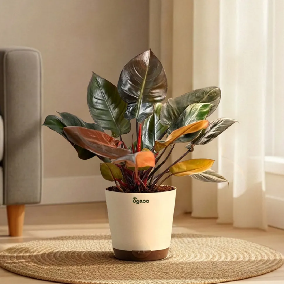 Philodendron Black Cardinal