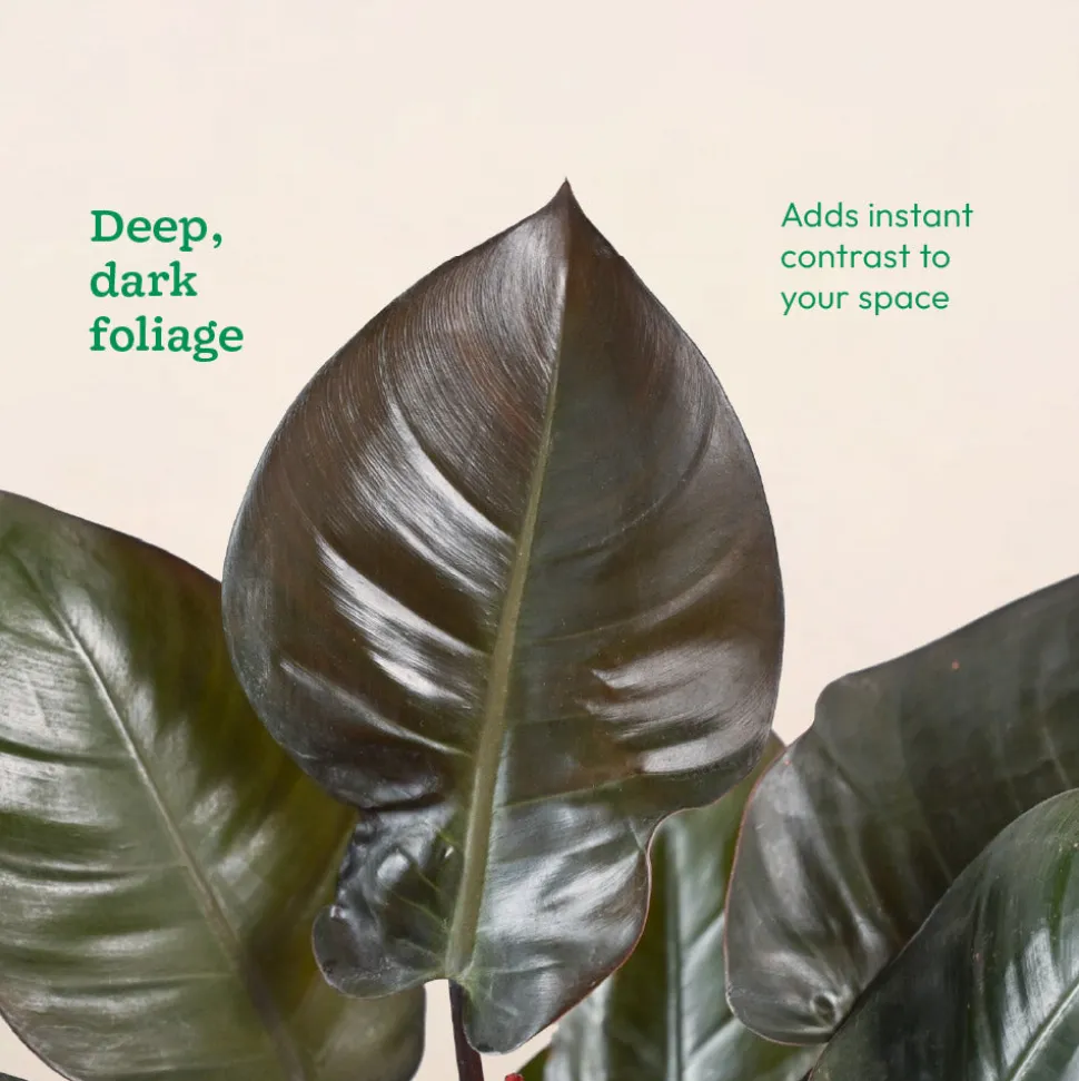 Philodendron Black Cardinal