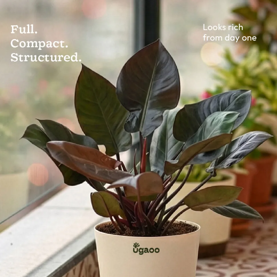 Philodendron Black Cardinal