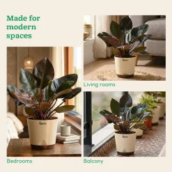 Philodendron Black Cardinal