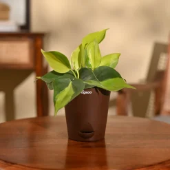 Philodendron Brasil Plant