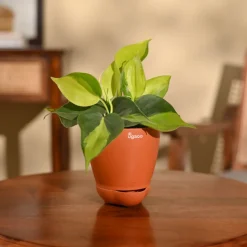 Philodendron Brasil Plant