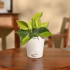 Philodendron Brasil Plant
