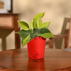 Philodendron Brasil Plant
