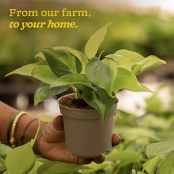 Philodendron Brasil Plant