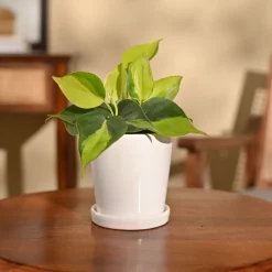 Philodendron Brasil Plant