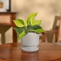 Philodendron Brasil Plant